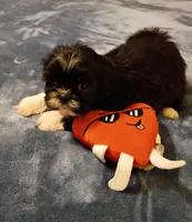 Buddy, a male Shih Tzu for sale in Florence, SC – Photo 2 of 6