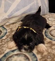 Buddy, a male Shih Tzu for sale in Florence, SC – Photo 5 of 6