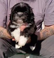 Buddy, a male Shih Tzu for sale in Florence, SC – Photo 1 of 6