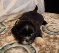 Buddy, a male Shih Tzu for sale in Florence, SC – Photo 3 of 6