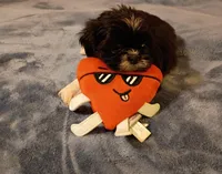 Buddy, a male Shih Tzu for sale in Florence, SC – Photo 6 of 6