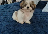 Benji , a male Shih Tzu for sale in Florence, SC – 2 of 8