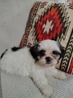 Toby, a male Shih Tzu for sale in Florence, SC – 6 of 6