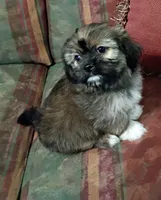 Rocky , a male Shih Tzu for sale in Florence, SC – 7 of 9