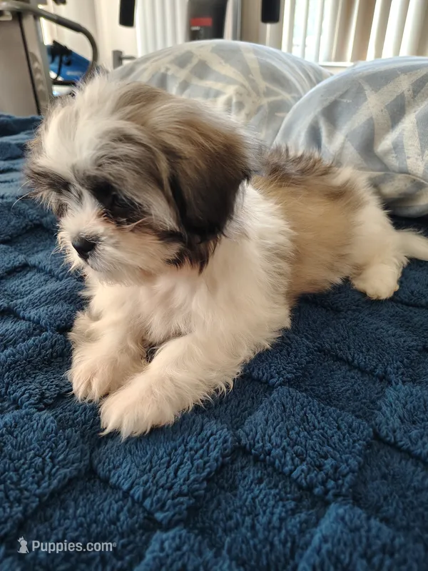Bella – Shih Tzu puppy for sale in Florence, SC