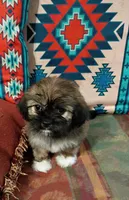 Rocky , a male Shih Tzu for sale in Florence, SC – 4 of 9