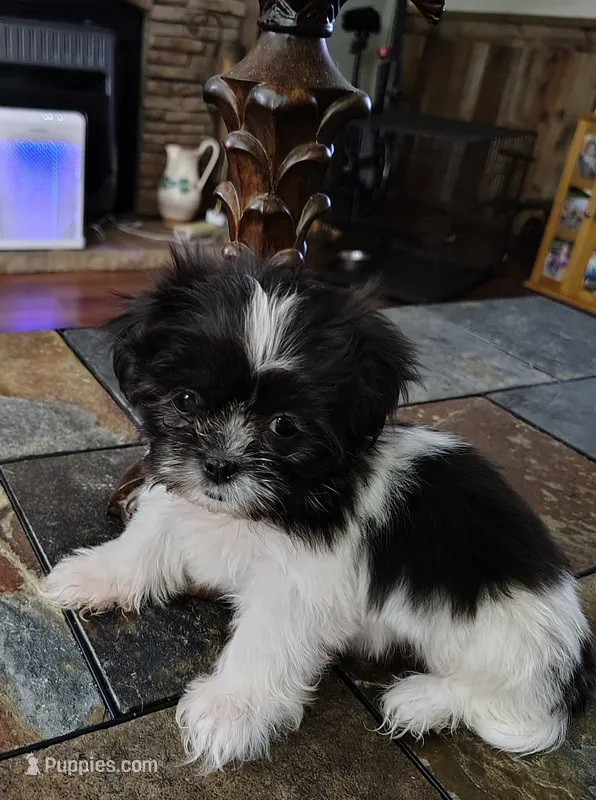 Maggie – Shih Tzu puppy for sale in Florence, SC
