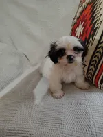 Toby, a male Shih Tzu for sale in Florence, SC – 4 of 6