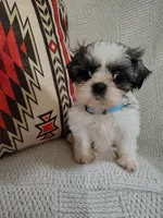 Ginger , a female Shih Tzu for sale in Florence, SC – 1 of 4