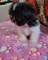 Maggie, a female Shih Tzu for sale in Florence, SC – 2 of 6