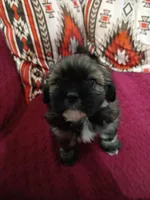 Rambo , a male Shih Tzu and Mal Shi for sale in Florence, SC – 2 of 2
