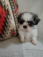 Ginger , a female Shih Tzu for sale in Florence, SC – 2 of 4