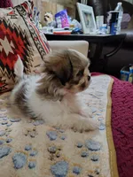 Benji , a male Shih Tzu for sale in Florence, SC – 5 of 5