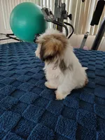 Benji , a male Shih Tzu for sale in Florence, SC – 7 of 8