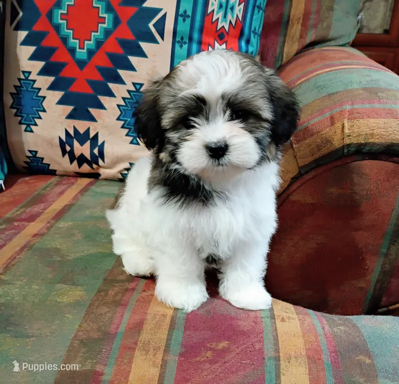 Sally – Shih Tzu puppy for sale in Florence, SC
