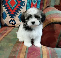 Sally, a female Shih Tzu for sale in Florence, SC – 1 of 6