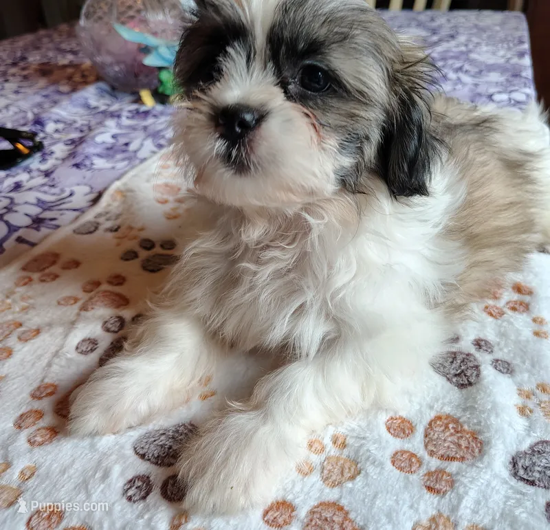 Bella – Shih Tzu puppy for sale in Florence, SC