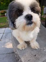 Sally, a female Shih Tzu for sale in Florence, SC – 3 of 6