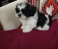 Snoopy, a male Shih Tzu for sale in Florence, SC – Photo 1 of 4