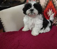 Snoopy, a male Shih Tzu for sale in Florence, SC – Photo 2 of 6