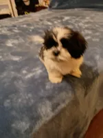 Snoopy, a male Shih Tzu for sale in Florence, SC – Photo 4 of 4