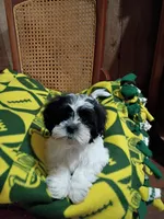 Snoopy, a male Shih Tzu for sale in Florence, SC – Photo 3 of 6