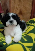 Snoopy, a male Shih Tzu for sale in Florence, SC – Photo 1 of 6