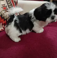 Snoopy, a male Shih Tzu for sale in Florence, SC – Photo 3 of 4