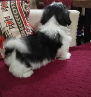 Snoopy, a male Shih Tzu for sale in Florence, SC – Photo 2 of 4