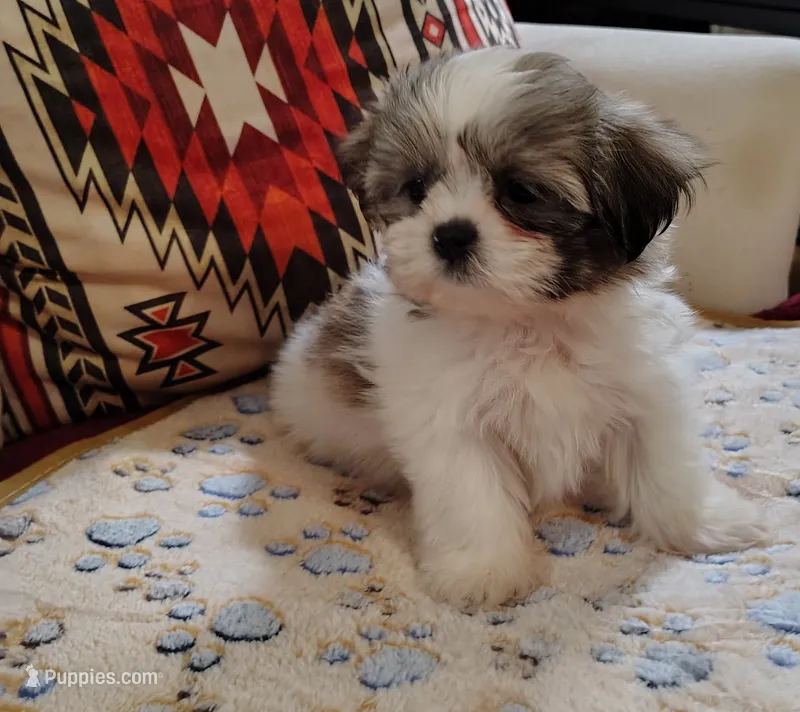 Benji  – Shih Tzu puppy for sale in Florence, SC
