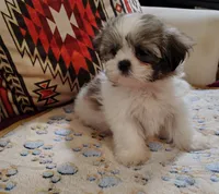 Benji , a male Shih Tzu for sale in Florence, SC – 1 of 5