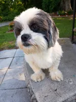 Sally, a female Shih Tzu for sale in Florence, SC – 4 of 6