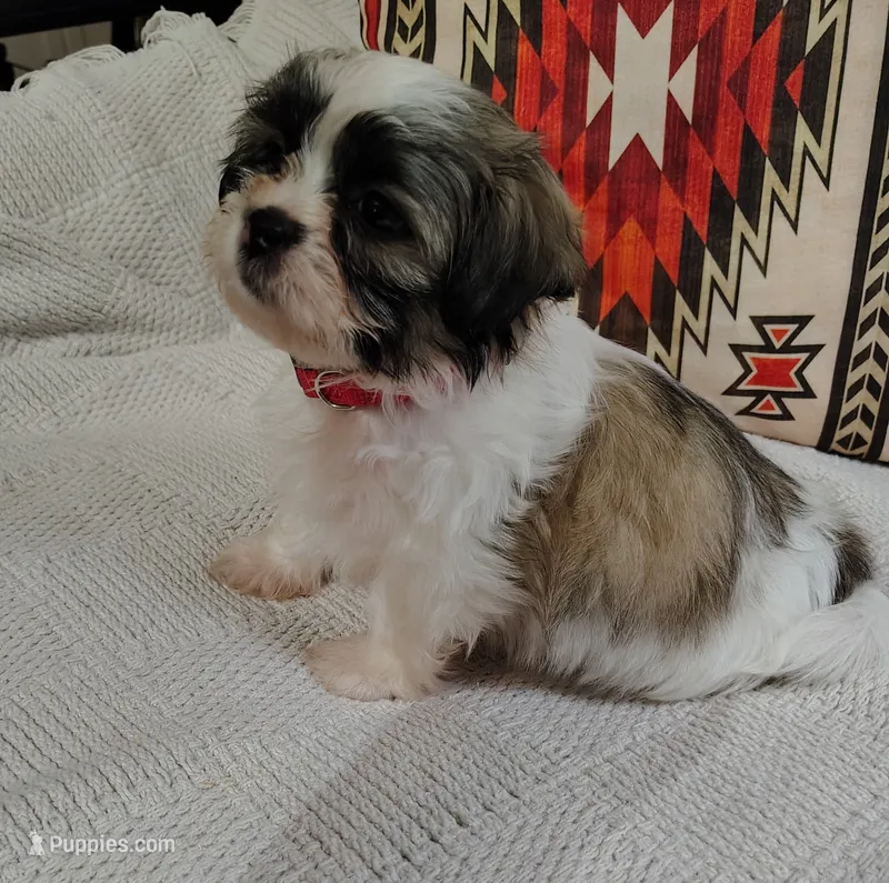 Bella – Shih Tzu puppy for sale in Florence, SC