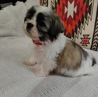Bella, a female Shih Tzu for sale in Florence, SC – 1 of 4