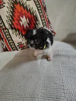 Maggie, a female Shih Tzu for sale in Florence, SC – 6 of 6