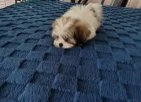 Benji , a male Shih Tzu for sale in Florence, SC – 4 of 8
