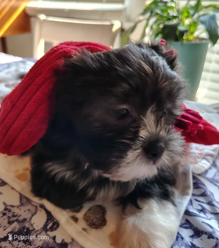 Chico – Shih Tzu puppy for sale in Florence, SC