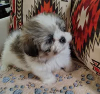 Benji , a male Shih Tzu for sale in Florence, SC – 2 of 5