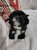 Chico, a male Shih Tzu for sale in Florence, SC – 3 of 3