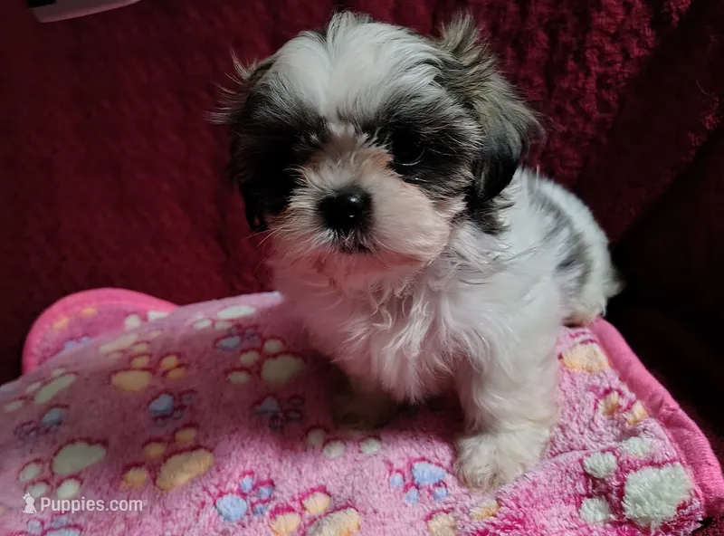 Ginger  – Shih Tzu puppy for sale in Florence, SC