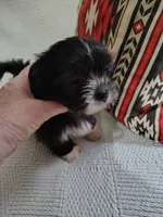 Chico, a male Shih Tzu for sale in Florence, SC – 2 of 3