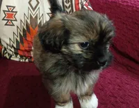 Rocky , a male Shih Tzu and Mal Shi for sale in Florence, SC – 2 of 3