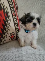 Ginger , a female Shih Tzu for sale in Florence, SC – 4 of 4