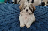 Benji , a male Shih Tzu for sale in Florence, SC – 3 of 8