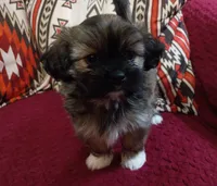 Rocky , a male Shih Tzu and Mal Shi for sale in Florence, SC – 3 of 3