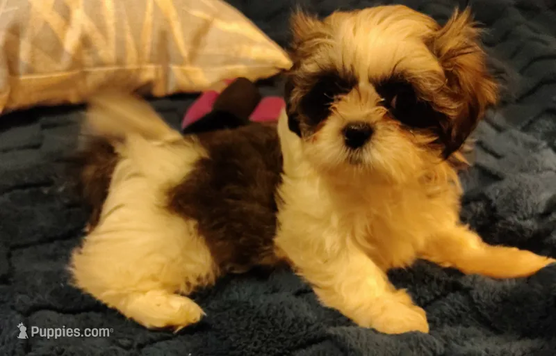 Ginger  – Shih Tzu puppy for sale in Florence, SC