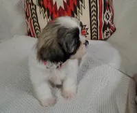 Bella, a female Shih Tzu for sale in Florence, SC – 2 of 4