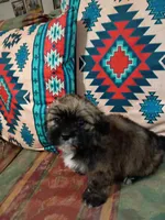 Teddy, a male Shih Tzu and Mal Shi for sale in Florence, SC – 5 of 5