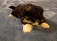 Oreo, a male Shih Tzu for sale in Florence, SC – Photo 2 of 2