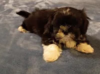 Oreo, a male Shih Tzu for sale in Florence, SC – Photo 1 of 2